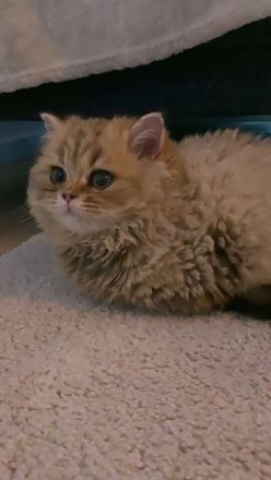 Britisch Langhaar Kitten (BLA Kitten)