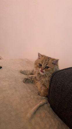 Britisch Langhaar Kitten (BLA Kitten)