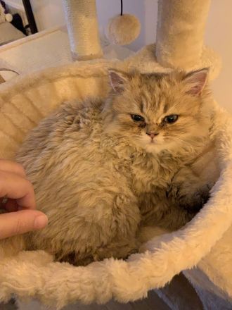 Britisch Langhaar Kitten (BLA Kitten)