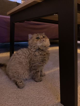 Britisch Langhaar Kitten (BLA Kitten)