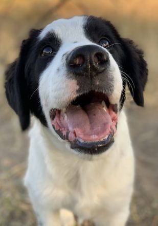 Umia, geb. ca. 05/2022, lebt in GRIECHENLAND, auf einer privaten Pflegestelle