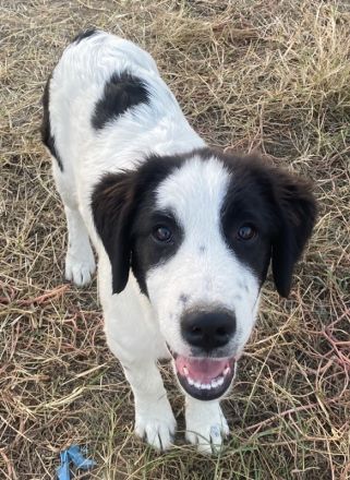 Umia, geb. ca. 05/2022, lebt in GRIECHENLAND, auf einer privaten Pflegestelle