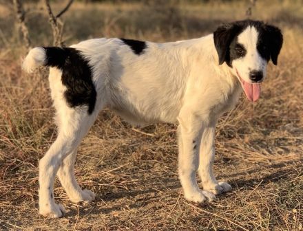 Umia, geb. ca. 05/2022, lebt in GRIECHENLAND, auf einer privaten Pflegestelle