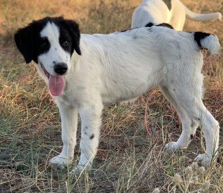 Umia, geb. ca. 05/2022, lebt in GRIECHENLAND, auf einer privaten Pflegestelle