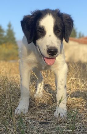 Umia, geb. ca. 05/2022, lebt in GRIECHENLAND, auf einer privaten Pflegestelle