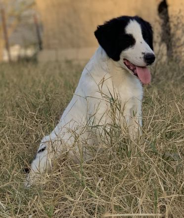 Umia, geb. ca. 05/2022, lebt in GRIECHENLAND, auf einer privaten Pflegestelle