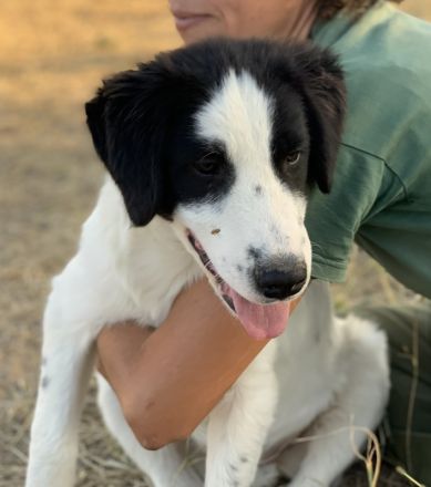 Umia, geb. ca. 05/2022, lebt in GRIECHENLAND, auf einer privaten Pflegestelle