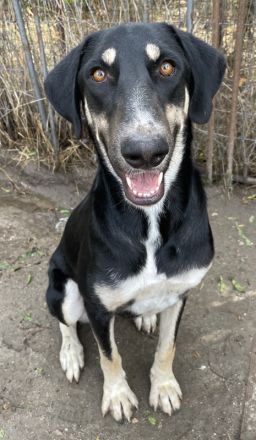 Venia, geb. ca. 07/2021, lebt in GRIECHENLAND, auf einer privaten Pflegestelle