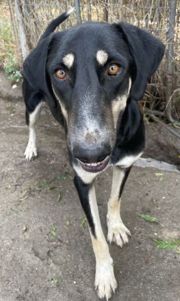 Venia, geb. ca. 07/2021, lebt in GRIECHENLAND, auf einer privaten Pflegestelle