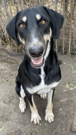 Venia, geb. ca. 07/2021, lebt in GRIECHENLAND, auf einer privaten Pflegestelle