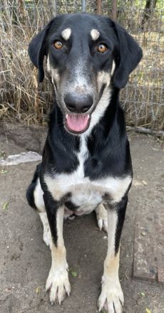 Venia, geb. ca. 07/2021, lebt in GRIECHENLAND, auf einer privaten Pflegestelle