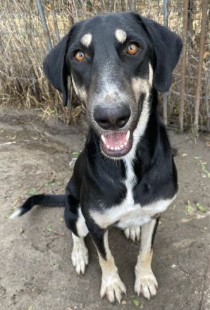 Venia, geb. ca. 07/2021, lebt in GRIECHENLAND, auf einer privaten Pflegestelle