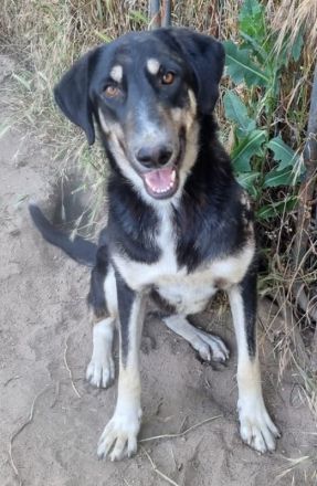 Venia, geb. ca. 07/2021, lebt in GRIECHENLAND, auf einer privaten Pflegestelle