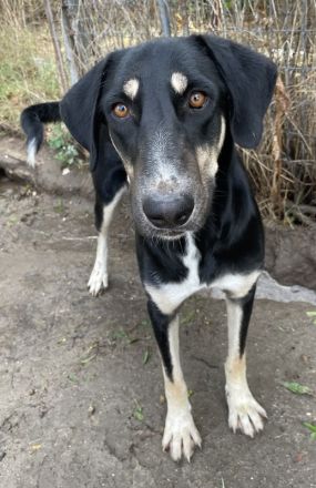 Venia, geb. ca. 07/2021, lebt in GRIECHENLAND, auf einer privaten Pflegestelle