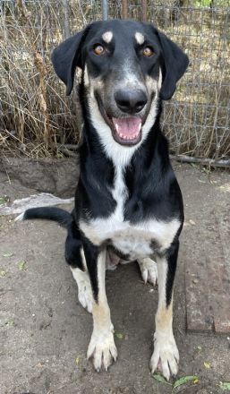 Venia, geb. ca. 07/2021, lebt in GRIECHENLAND, auf einer privaten Pflegestelle