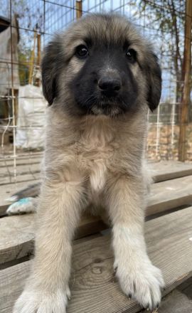 Venus, geb. ca. 08/2022, lebt in GRIECHENLAND, auf einer privaten Pflegestelle