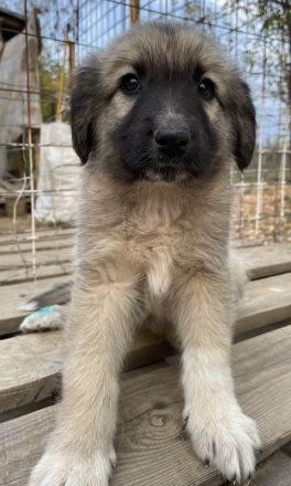 Venus, geb. ca. 08/2022, lebt in GRIECHENLAND, auf einer privaten Pflegestelle