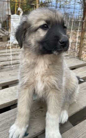 Venus, geb. ca. 08/2022, lebt in GRIECHENLAND, auf einer privaten Pflegestelle