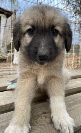 Venus, geb. ca. 08/2022, lebt in GRIECHENLAND, auf einer privaten Pflegestelle