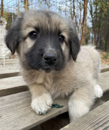 Venus, geb. ca. 08/2022, lebt in GRIECHENLAND, auf einer privaten Pflegestelle