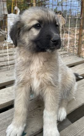 Venus, geb. ca. 08/2022, lebt in GRIECHENLAND, auf einer privaten Pflegestelle