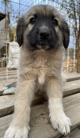 Venus, geb. ca. 08/2022, lebt in GRIECHENLAND, auf einer privaten Pflegestelle