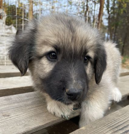 Venus, geb. ca. 08/2022, lebt in GRIECHENLAND, auf einer privaten Pflegestelle