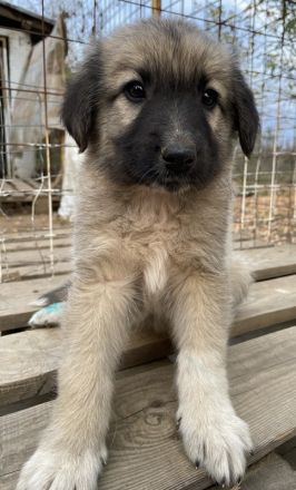 Venus, geb. ca. 08/2022, lebt in GRIECHENLAND, auf einer privaten Pflegestelle