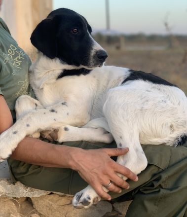 Zelina, geb. ca. 05/2022, lebt in GRIECHENLAND, auf einer privaten Pflegestelle