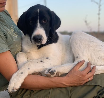 Zelina, geb. ca. 05/2022, lebt in GRIECHENLAND, auf einer privaten Pflegestelle