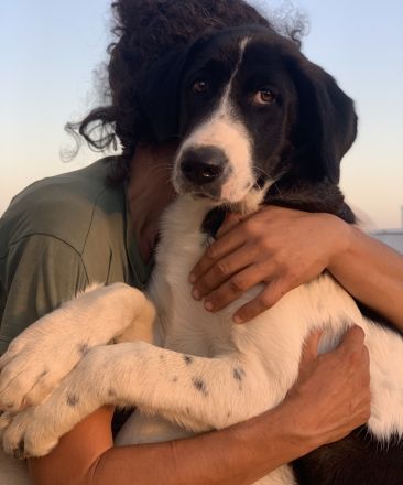 Zelina, geb. ca. 05/2022, lebt in GRIECHENLAND, auf einer privaten Pflegestelle