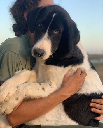 Zelina, geb. ca. 05/2022, lebt in GRIECHENLAND, auf einer privaten Pflegestelle