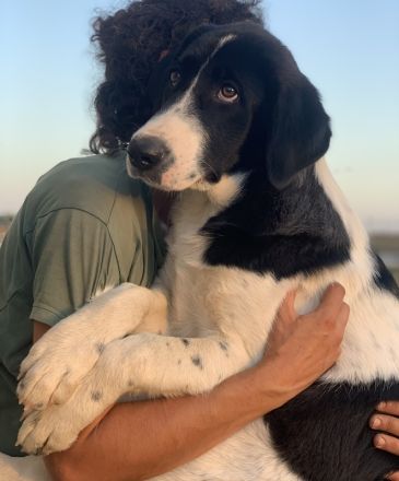 Zelina, geb. ca. 05/2022, lebt in GRIECHENLAND, auf einer privaten Pflegestelle