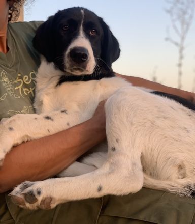 Zelina, geb. ca. 05/2022, lebt in GRIECHENLAND, auf einer privaten Pflegestelle