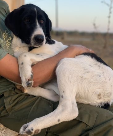 Zelina, geb. ca. 05/2022, lebt in GRIECHENLAND, auf einer privaten Pflegestelle