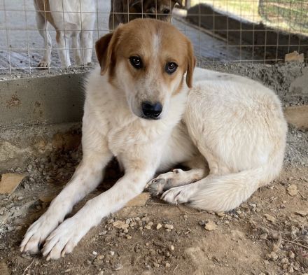 Bengta, geb. ca. 10/2018, lebt in GRIECHENLAND, auf einem Gelände, auf dem die Hunde notdürftig vers