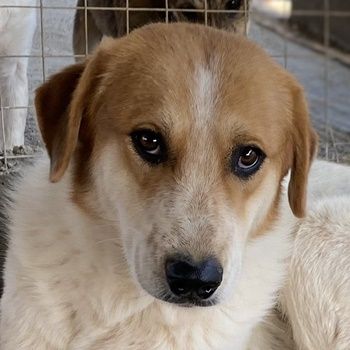 Bengta, geb. ca. 10/2018, lebt in GRIECHENLAND, auf einem Gelände, auf dem die Hunde notdürftig vers