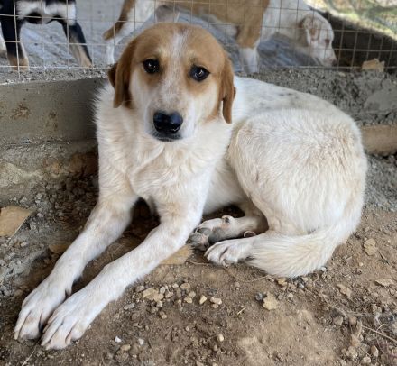 Bengta, geb. ca. 10/2018, lebt in GRIECHENLAND, auf einem Gelände, auf dem die Hunde notdürftig vers