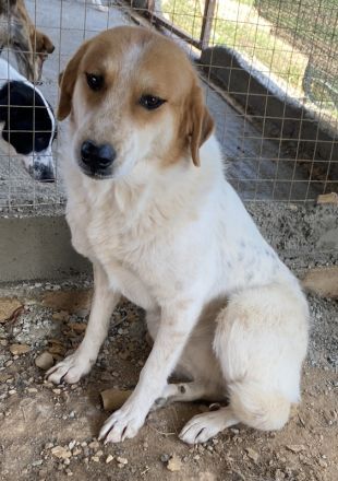 Bengta, geb. ca. 10/2018, lebt in GRIECHENLAND, auf einem Gelände, auf dem die Hunde notdürftig vers