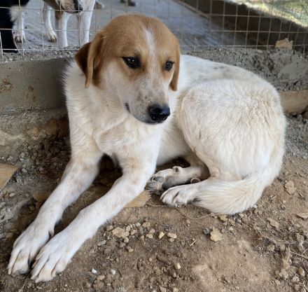 Bengta, geb. ca. 10/2018, lebt in GRIECHENLAND, auf einem Gelände, auf dem die Hunde notdürftig vers