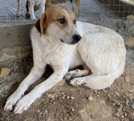 Bengta, geb. ca. 10/2018, lebt in GRIECHENLAND, auf einem Gelände, auf dem die Hunde notdürftig vers