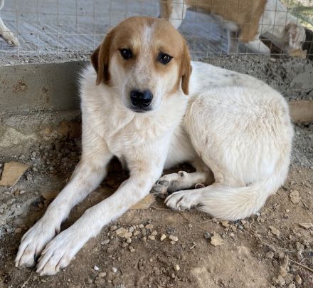 Bengta, geb. ca. 10/2018, lebt in GRIECHENLAND, auf einem Gelände, auf dem die Hunde notdürftig vers