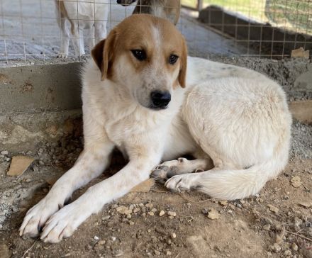 Bengta, geb. ca. 10/2018, lebt in GRIECHENLAND, auf einem Gelände, auf dem die Hunde notdürftig vers