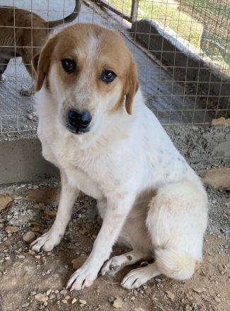 Bengta, geb. ca. 10/2018, lebt in GRIECHENLAND, auf einem Gelände, auf dem die Hunde notdürftig vers