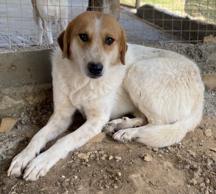 Bengta, geb. ca. 10/2018, lebt in GRIECHENLAND, auf einem Gelände, auf dem die Hunde notdürftig vers