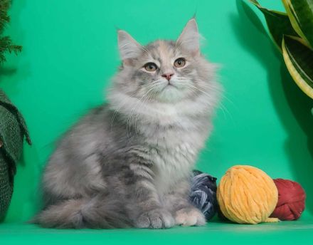 Sibirische Katze - Kitten mit Stammbaum