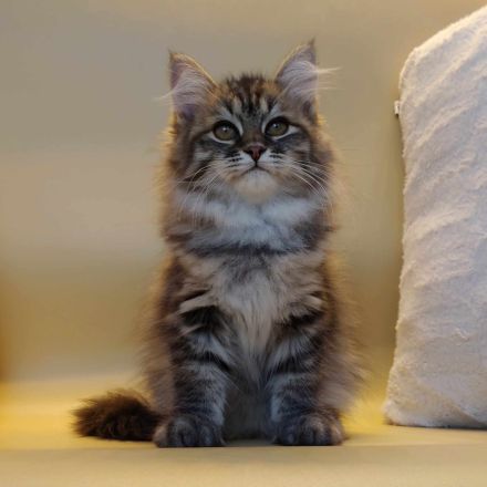 Sibirische Katze - Kitten mit Stammbaum