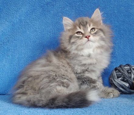 Sibirische Katze - Kitten mit Stammbaum