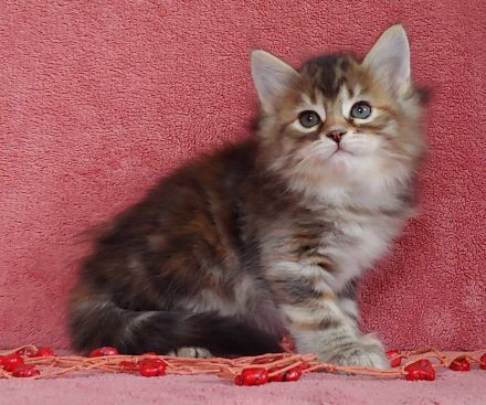 Sibirische Katze - Kitten mit Stammbaum