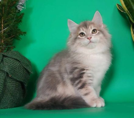 Sibirische Katze - Kitten mit Stammbaum